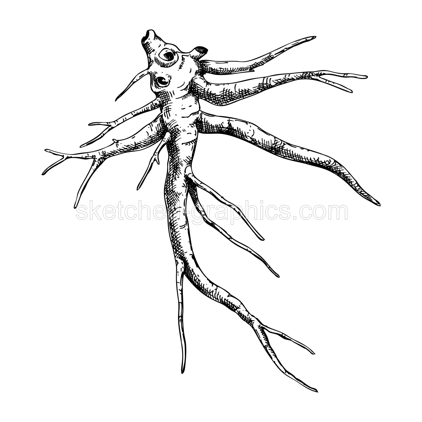 Marshmallow root sketch. Apothecary plant drawing. Herbal remedies, medicinal plant, natural medicine hand-drawn vector illustration. NOT AI genereted Illustration